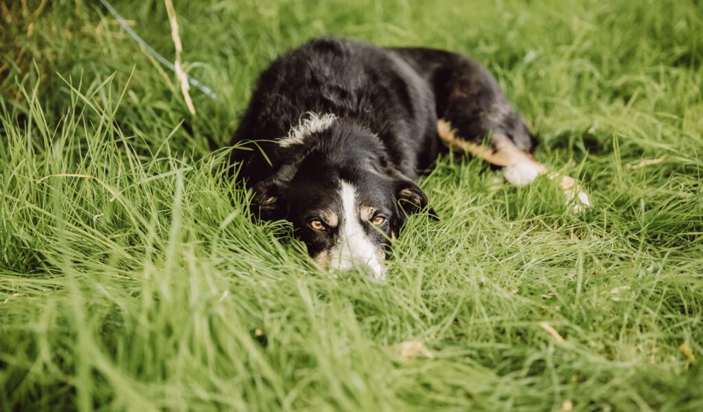 Holly and Tom, Lewes, Something Blue, Wedding venue, Wedding planner, best wedding photographer, wedding videographer, wedding styling